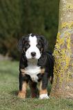 GRAND BOUVIER SUISSE 007